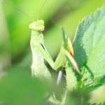 macro